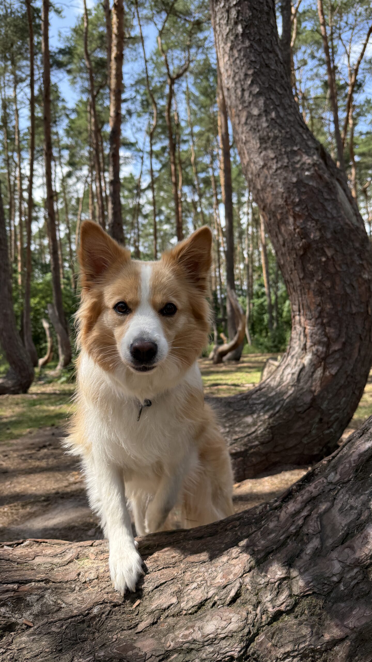 Mokka, lisowata border collie